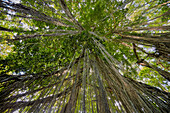  Ein Blick von unten auf die herabhängenden Luftwurzeln eines Banyan-Baums im Sacred Monkey Forest Sanctuary. Ubud, Bali, Indonesien. 