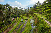 Tegalalang-Reisterrasse. Dorf Tegalalang, Bali, Indonesien.