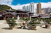 Bonsai-Bäume wachsen in einem Innenhof des Nonnenkloster Chi Lin, einem großen buddhistischen Tempelkomplex. Diamond Hill, Kowloon, Hongkong, China.