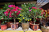 Potted houseplants displayed for sale at the Flower Market Road. Kowloon, Hong Kong, China.