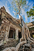  Auf den Ruinen des alten Ta Prohm-Tempels wächst ein großer Baum. Archäologischer Park Angkor, Provinz Siem Reap, Kambodscha. 