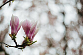 The Hague, The Netherlands, Flower, Magnolia, Magnolia tree