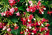 Pune, India, Pink flowers, Green, Garden, Indian flowers