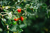 Marradi, Italy, Cherry tomoatoes, Sustainability,, green and red tomoatoes, Pommodori