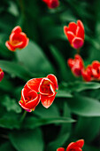 Noordwijk, The Netherland, Red tulips, Tulip fields