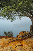 Pinien am Cap Canaille bei Cassis, Provence-Alpes-Côte d'Azur, Frankreich