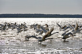 Höckerschwäne (Cygnus olor), Juodkrante, Kurische Nehrung, Litauen, Baltikum, Nordeuropa