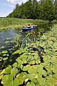  Kanufahrt zwischen den Teichrosen (Nuphar) auf dem See Asekas um Ginuciai, Aukstaitija Nationalpark, Litauen, Europa 