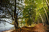  View into the autumnal forest at Eitz in Weissenhaeuser Strand, Baltic Sea, Ostholstein, Schleswig-Holstein, Germany 