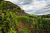  Steep vineyards and cliffs, near Kröv, Mosel, Rhineland-Palatinate, Germany 