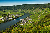  Picturesque village on the river and in the vineyards, Piesport, Mosel, Rhineland-Palatinate, Germany 