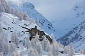  Mountain landscape, larch trees in the snow, winter, Gran Paradiso National Park, Aosta Valley, Italy 