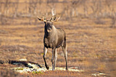 Elch, Alces alces, alter Elchbulle im Herbst, Jämtland, Schweden