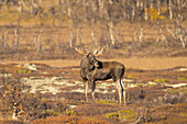 Elch, Alces alces, alter Elchbulle im Herbst, Jämtland, Schweden