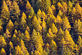  European larch, Larix decidua, discolored larch forest in autumn, Gran Paradiso National Park, Italy 