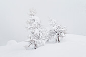  European larch, Larix decidua, trees in snow, winter, Gran Paradiso National Park, Aosta Valley, Italy 