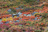  Autumn colors in the mountains, Swiss National Park, Graubünden, Switzerland 