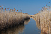 Gewöhnliches Schilf, Schilfrohr, Phragmites communis, Schilfrohr, Neusiedler See, Österreich