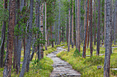  Scots pine, Pinus silvestris, path in the primeval forest, Swiss National Park, Graubünden, Switzerland 