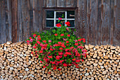  Stacked firewood, Bavaria, Germany 