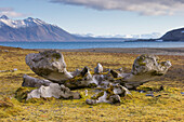 Grönlandwal ,Balaena mysticetus, Walknochen in arktischer Landschaft, Hornsund, Spitzbergen, Norwegen