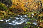 Kamnitzklamm, Herbst, Nationalpark Böhmische Schweiz, Tschechien