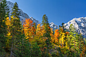  Colorful autumn in the Karwendel, Hinterriß, Karwendel, Tyrol, Austria, Europe 