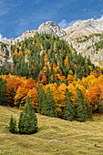  Colorful autumn in the Karwendel, Hinterriß, Karwendel, Tyrol, Austria, Europe 