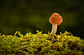  Small mushroom in the autumn forest, Bavaria, Germany 