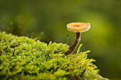  Small mushroom in the autumn forest, Bavaria, Germany 