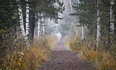 Weg durch Wald mit Birken im Herbst, Bayern, Deutschland