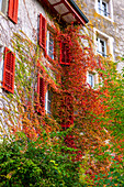 Beautiful Traditional Housewith Branch Tree in Autumn in Old Town in a Sunny Day in Autumn in Olten, Canton Solothurn, Switzerland.