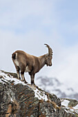  Alpine ibex, Capra ibex, young male in the snow, Gran Paradiso National Park, Italy 