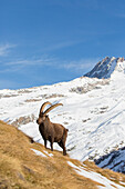 Alpensteinbock, Capra ibex, Bock im Schnee, Nationalpark Gran Paradiso, Italien