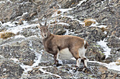  Alpine ibex, Capra ibex, goat in a rock face, Gran Paradiso National Park, Italy 