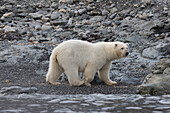 Eisbär, Ursus maritimus, Thalarctos maritimus, ein Baer an Land, Spitzbergen, Norwegen