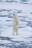 Eisbär, Ursus maritimus, Thalarctos maritimus, Baer im Eis steht auf den Hinterbeinen, Spitzbergen, Norwegen