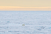 Eisbär, Ursus maritimus, Thalarctos maritimus, ein Baer im Eis, Spitzbergen, Norwegen