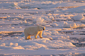 Eisbär, Ursus maritimus, Thalarctos maritimus, ein Weibchen geht uebers Packeis, Spitzbergen, Norwegen