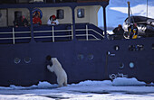 Eisbär (Ursus maritimus) am Schiff MS Stockholm, Svalbard, Norwegen