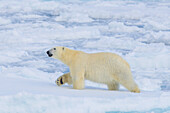 Eisbär, Ursus maritimus, Thalarctos maritimus, ein Bär im Eis, Spitzbergen, Norwegen