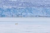 Eisbär, Ursus maritimus, Thalarctos maritimus, ein Bär auf einer Eisscholle, Spitzbergen, Norwegen