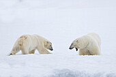 Eisbären, Ursus maritimus, adulte Bären, Spitzbergen, Norwegen