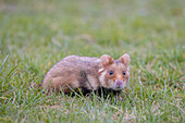  European Hamster, Cricetus cricetus, adult hamster in a meadow, Austria 