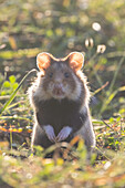  European Hamster, Cricetus cricetus, adult hamster in a meadow, Austria 