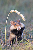  European Hamster, Cricetus cricetus, adult hamster eating a wheat ear, Austria 