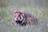  European Hamster, Cricetus cricetus, adult hamster in a meadow, Austria 