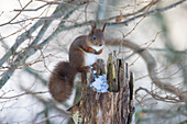  Red squirrel, Sciurus vulgaris, adult animal in winter, Schleswig-Holstein, Germany 