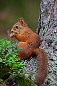  Red squirrel, Sciurus vulgaris, adult, feeding, Dalarna, Sweden 