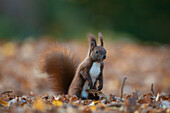  Red squirrel, Sciurus vulgaris, adult animal in foliage, autumn, Schleswig-Holstein, Germany 